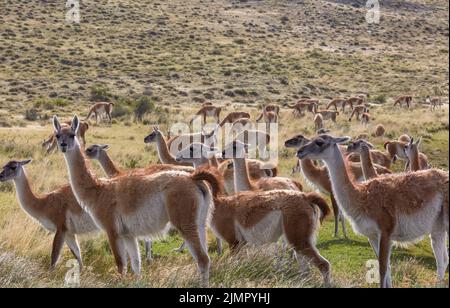 Guanaco Banque D'Images