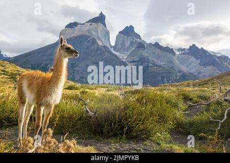 Guanaco Banque D'Images