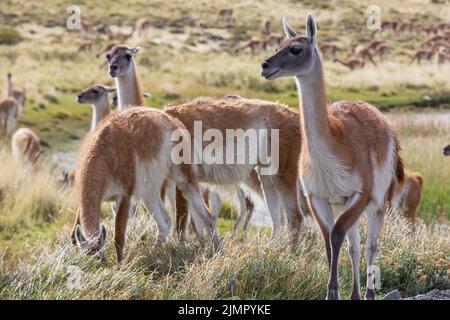 Guanaco Banque D'Images