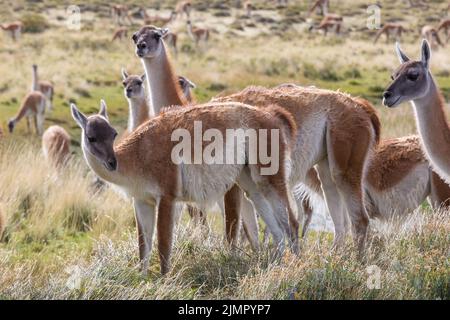 Guanaco Banque D'Images