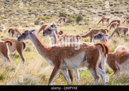 Guanaco Banque D'Images