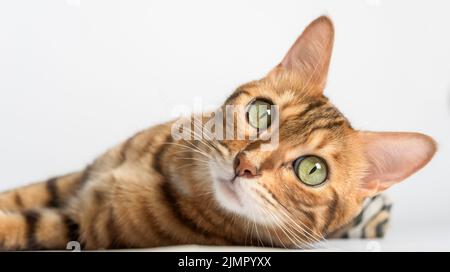 Chat bengale couché sur fond blanc dans le studio. Banque D'Images
