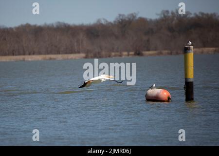 Pélican américain (Pelecanus erythrorhynchos) volant bas au-dessus de l'eau, juste en direction des sternes de Forster (Sterna forsteri) perchées sur une bouée et un jaune orange Banque D'Images