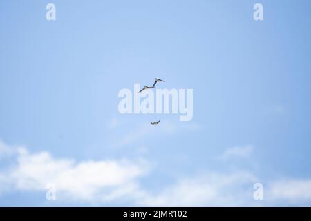 Trois hirondelles d'arbre (Tachycineta bicolor) volent à travers un ciel bleu Banque D'Images