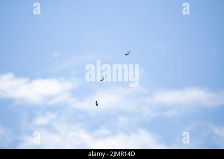 Trois essaims d'arbres (Tachycineta bicolor) faisant des acrobaties aériennes Banque D'Images