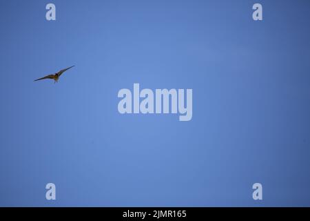 Hirondelle de la grange (Hirundo rustica) volant à travers un air bleu profond, copier l'espace à droite et en bas Banque D'Images