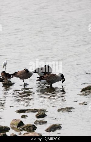 Egretta thula (l'aigrette neigeuse immature) avec un troupeau de bernaches du Canada () qui boivent et toilettent (Branta canadensis) dans des eaux peu profondes Banque D'Images