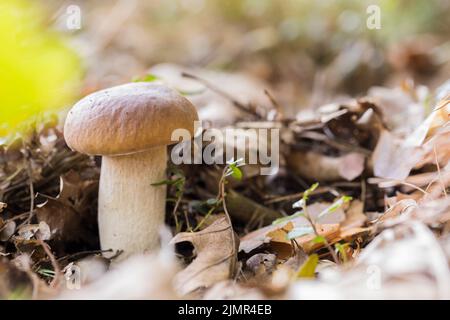 Boletus edulis Bull, espèce de champignons de la famille des Boletus. Banque D'Images