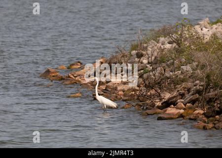 Grande aigrette (Ardea alba) chasse dans les eaux peu profondes près de la terre Banque D'Images
