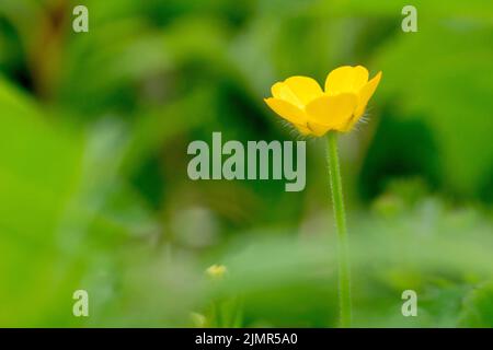 Buttercup de prairie (ranunculus acris), gros plan d'une seule fleur debout au milieu de la sous-croissance, grenaille avec une profondeur de champ limitée. Banque D'Images