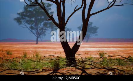 Acacia dans la savane africaine Banque D'Images