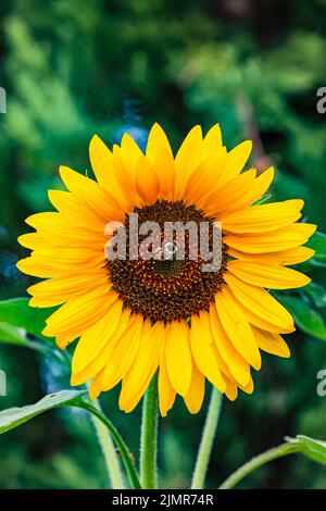 Un bourdon recueille du pollen sur un tournesol parfaitement rond, en Allemagne Banque D'Images