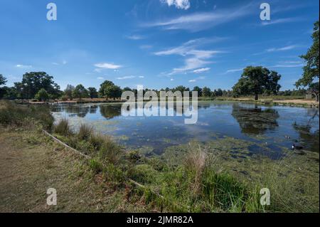 Faible niveau d'eau dans les étangs du parc Bushy après un long été chaud et sec de 2022 Banque D'Images