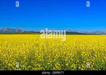 Champ de canola jaune vif (Brassica napus) en fleur près des montagnes Rocheuses, dans le sud-ouest de l'Alberta Banque D'Images