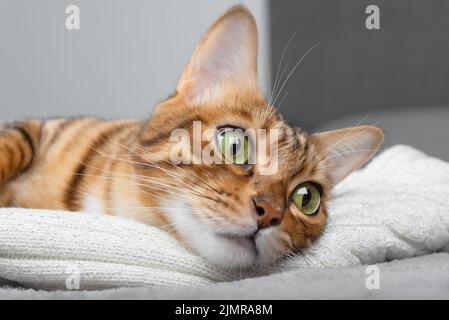 Gros plan de la tête d'un chat domestique sur un pull en maille Banque D'Images