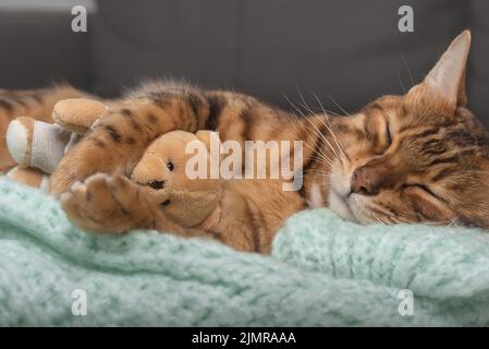 Chat domestique sur un pull tricoté avec un jouet allongé dans le salon. Banque D'Images