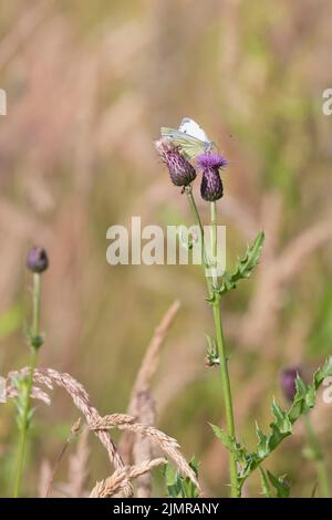 Un papillon blanc à veiné vert (Piémis NAPI) qui se trouve sur une fleur sauvage de Thhistle rampante (Cirsium arvense) au soleil d'été Banque D'Images