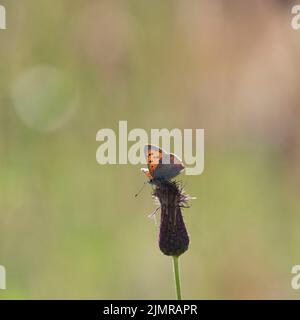 Un petit papillon en cuivre (Lycaena Phlaeas) Basking au-dessus d'une tête de semence de Thistle rampant (Cirsium arvense) Banque D'Images