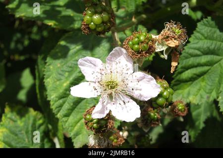 Gros plan d'une fleur de blackberry sauvage avec des enchères de fruits et des feuilles vertes Banque D'Images