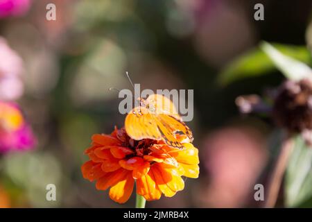 Papillon frillaire du Golfe (Agraulis vanillae) perché sur une fleur de zinnia orange Banque D'Images