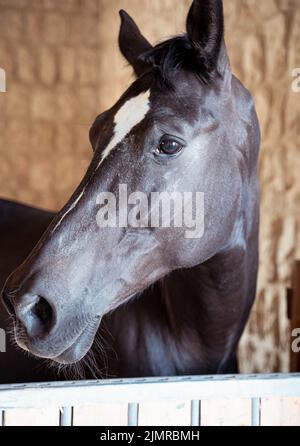 Gros plan de chevaux dans les écuries. Banque D'Images