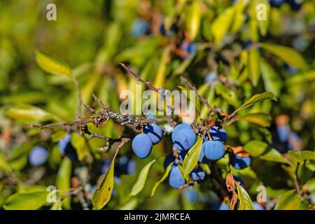 des fruits de sloe sur un buisson de noircir Banque D'Images