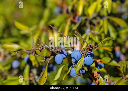 des fruits de sloe sur un buisson de noircir Banque D'Images