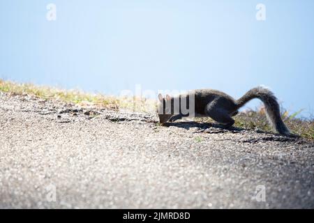 L'écureuil gris de l'est (Sciurus carolinensis) marche lentement vers l'asphalte Banque D'Images