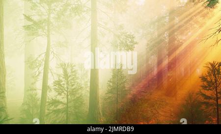 Brouillard matinal dans la forêt de séquoias géants Banque D'Images