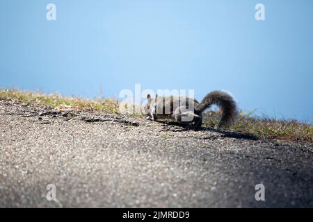 L'écureuil gris de l'est (Sciurus carolinensis) enrageant le sol alors qu'il marche le long de l'herbe sur un chemin d'aspalt Banque D'Images