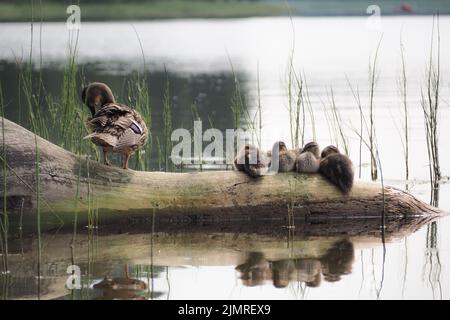 Un canard mignon avec quatre canetons debout sur le rondin entouré d'eau et d'herbe Banque D'Images