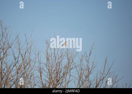 Curieux kestrel américain, également connu sous le nom de faucon d'éparpillement, (Falco sparverius) regardant par-dessus son épaule Banque D'Images