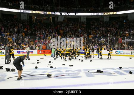 (Éditorial seulement) Hamilton Bulldogs. Luke Durda/Alamy Banque D'Images