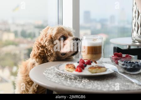 Spaniel est assis à une table avec un délicieux petit déjeuner près de la fenêtre. Le chien supplie la nourriture de la table. Banque D'Images