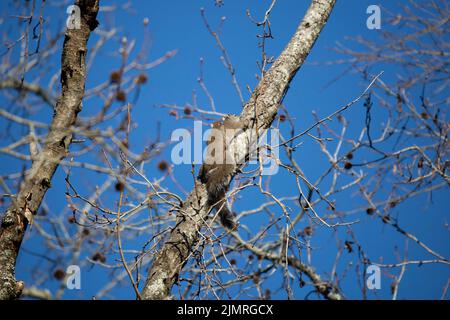 Paire d'écureuils gris de l'est (Sciurus carolinensis) se accouplant dans un arbre Banque D'Images