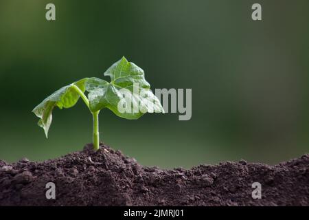 Bean sprout sur un arrière-plan flou. La jeune plante a germé du sol. Banque D'Images