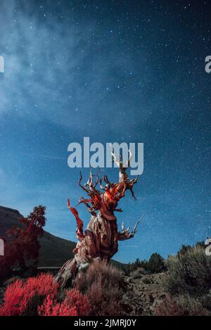 Methuselah un arbre de pin de Bristlecone (Pinus longaeva) de 4 854 ans des montagnes blanches du comté d'Inyo dans l'est du CA sous des étoiles de nuit Banque D'Images