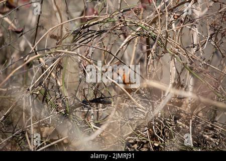 Des femelles de l'est de towhee (Pipilo erythrophthalmus) chantent de son lieu de cachette dans le feuillage d'hiver Banque D'Images