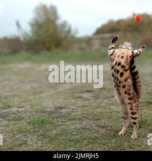 Le chat domestique bengal rebondit pour une balle. Banque D'Images