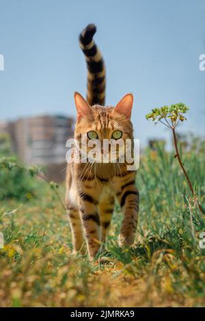 Chat Bengale en mouvement en marchant dans la prairie. Banque D'Images