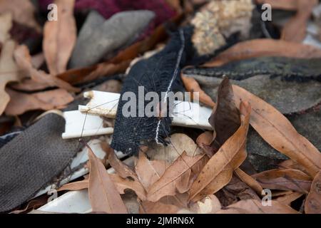 Arachnide de l'est (Leiobunum vittatum) sur les ordures d'un fond de forêt Banque D'Images