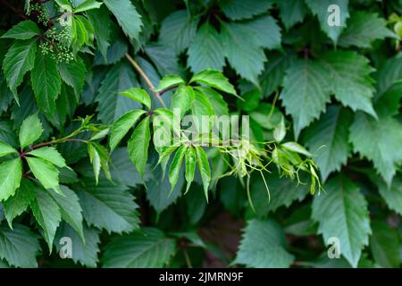 Liana de cinq feuilles de raisin de jeune fille au printemps. Banque D'Images