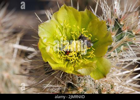 La floraison verte détermine l'inflorescence solitaire de Cylindropuntia Echinocarpa, Cactaceae, arbuste indigène dans le désert d'Anza Borrego, Springtime. Banque D'Images