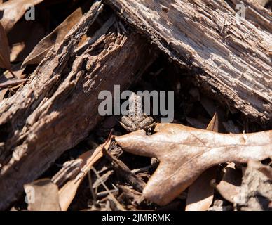 Grenouille de cricket du jeune Blanchard (Aciris crespitans blanchardi) entre deux morceaux de membre brisé sur une feuille morte Banque D'Images