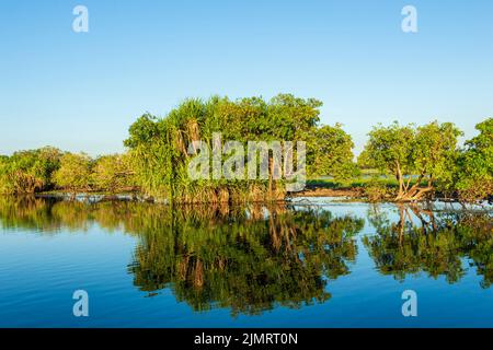 Le pandanus se reflète dans l'eau à l'aube, Yellow Waters Billabong, parc national de Kakadu, territoire du Nord, Australie Banque D'Images