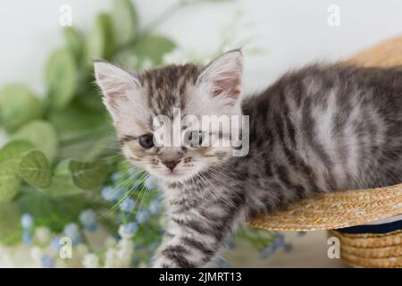 Un joli petit chaton rayé monte d'un chapeau de paille. Mise au point sélective Banque D'Images