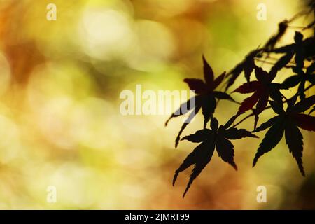 Photo en gros plan de la feuille d'érable silhouetée à la lumière du coucher de soleil d'automne Banque D'Images