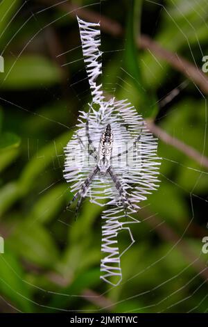 Araignée de jardin noire et jaune (Argiope aurantia) jeune femme dans le web structuré Orb, Galveston, Texas, Etats-Unis. Banque D'Images