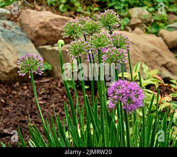 Millenium - Onion ornemental -Allium hybride violet rosé brillant, des grappes de fleurs arrondies apparaissent sur des tiges fortes. Banque D'Images