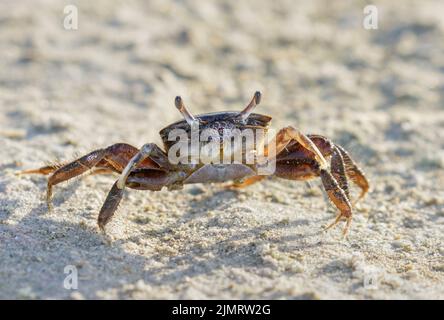 Eau saumâtre Fiddler Crab (Uca minax) femelle bouillant tout en respirant de l'air, Galveston, Texas, États-Unis. Banque D'Images